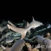 shark_whitetip_reef_mancg_ci_h_0212_cos1002.jpg